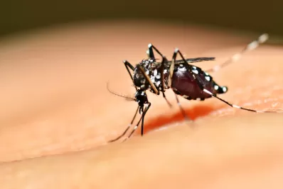 Analizan un nuevo caso sospechoso de dengue