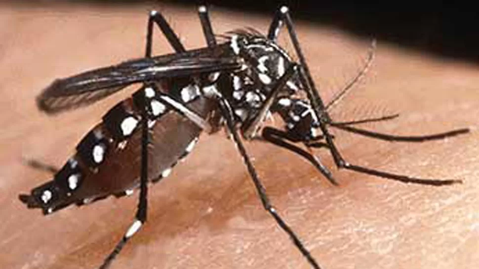 VECTOR. El mosquito aedes aegypti puede transmitir la enfermedad. ARCHIVO