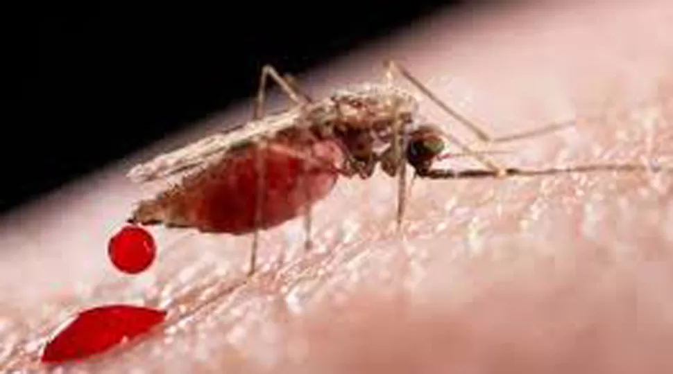 PRIMER CASO. Zika, virus transmitido por el mismo mosquito que el dengue,  Aedes aegypti. FOTO TOMADA DE RECETARIONATURAL.COM