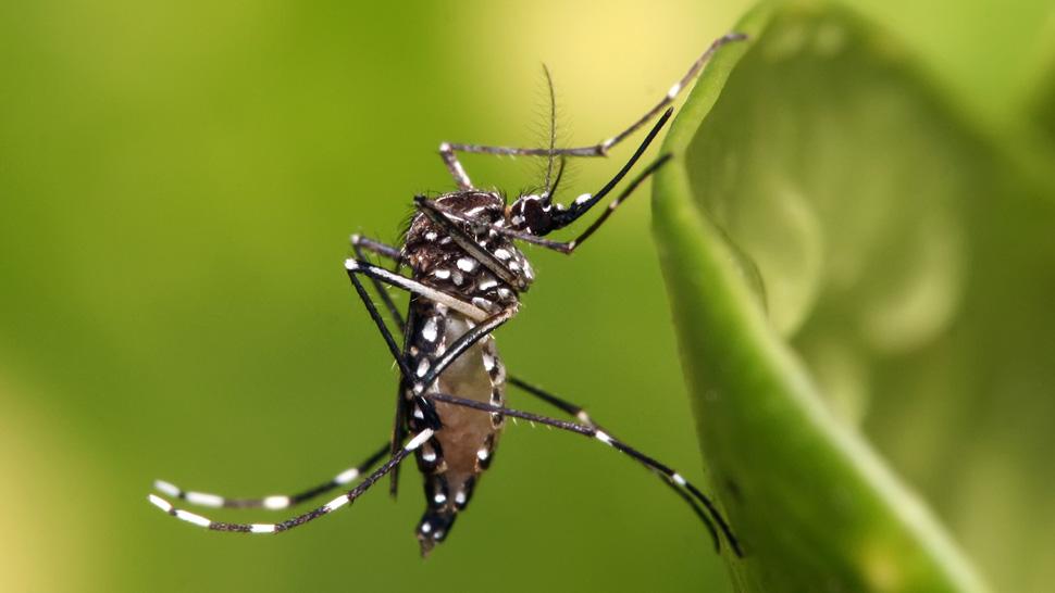AEDES AEGYPTI. Este es el mosquito que transmite el zika. ARCHIVO
