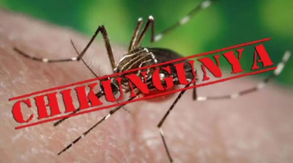 NUEVO CASO. Chikungunya, enfermedad del mismo mosquito que provoca dengue y zika. FOTO TOMADA DE INVESTIGACIONYCIENCIA.COM