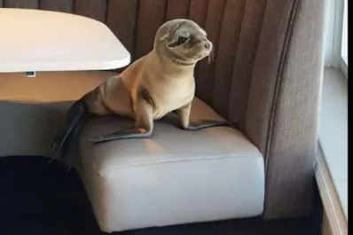 Un lobo marino bebé apareció sentado en la mesa de un restaurante de EEUU