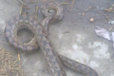 Una víbora los sorprendió tras el paso de la tormenta