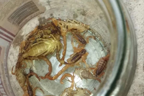 Temor por una nueva invasión de alacranes en Los Ralos