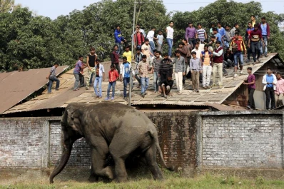 Un elefante alteró un poblado en la India