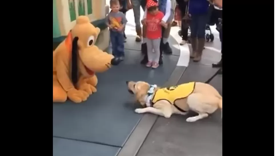 La reacción de un perro al ver a Pluto. FOTO TOMADA DE YOUTUBE