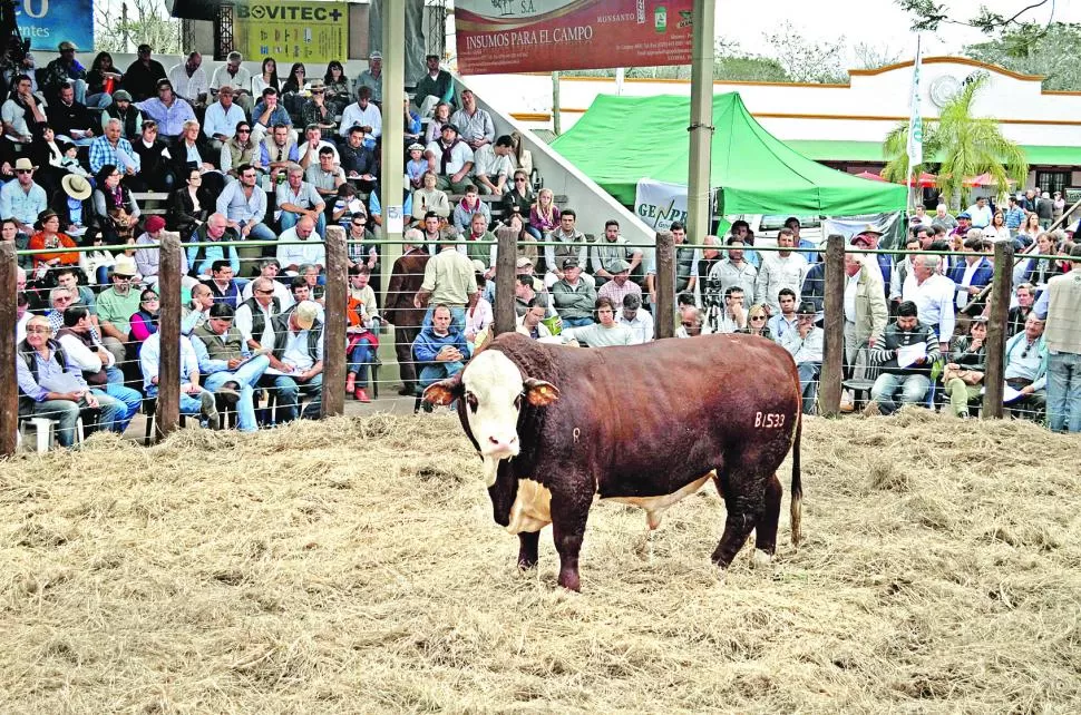 EXPOSICIÓN GANADERA ANUAL. La imagen muestra a un toro de raza Braford, en la pista de remates de la Sociedad Rural de Tucumán. sociedad rural de tucumán