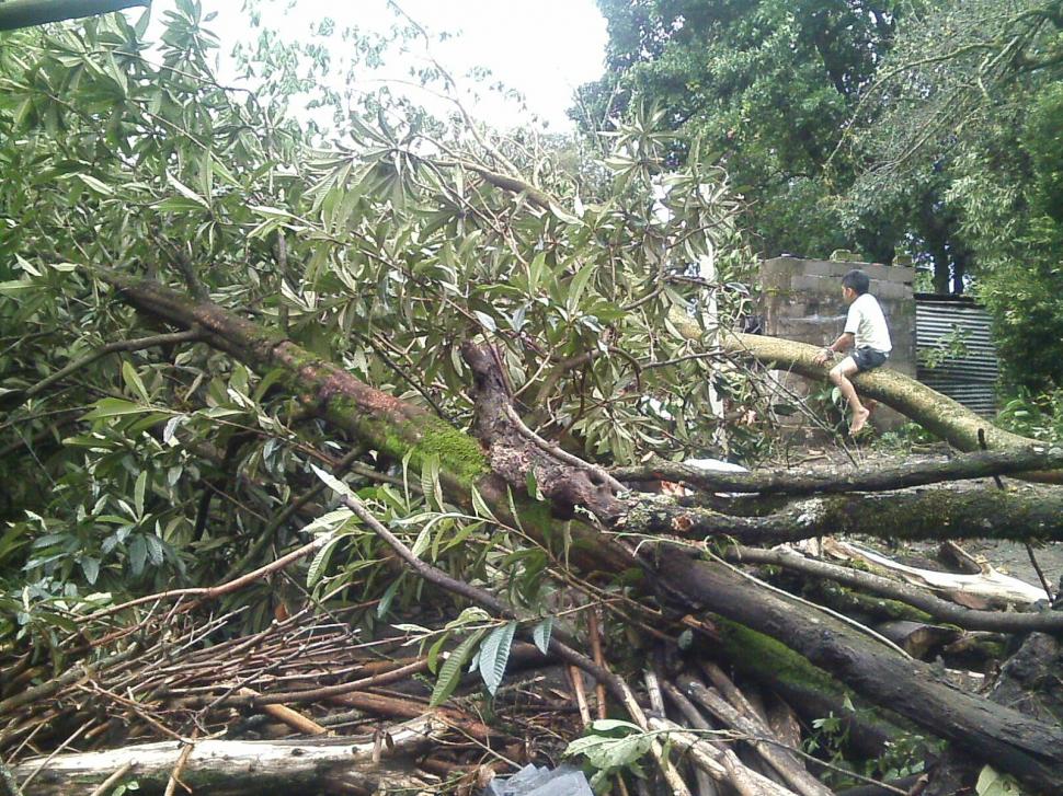 Vientos huracanados derribaron árboles, volaron techos y cortaron el