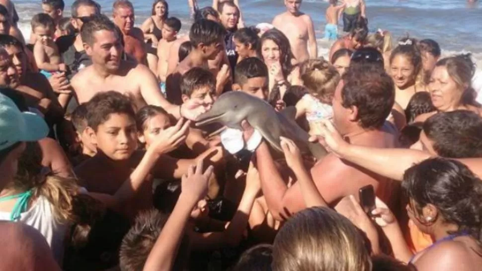 Sacaron a un delfín del agua para tomarle fotos y murió