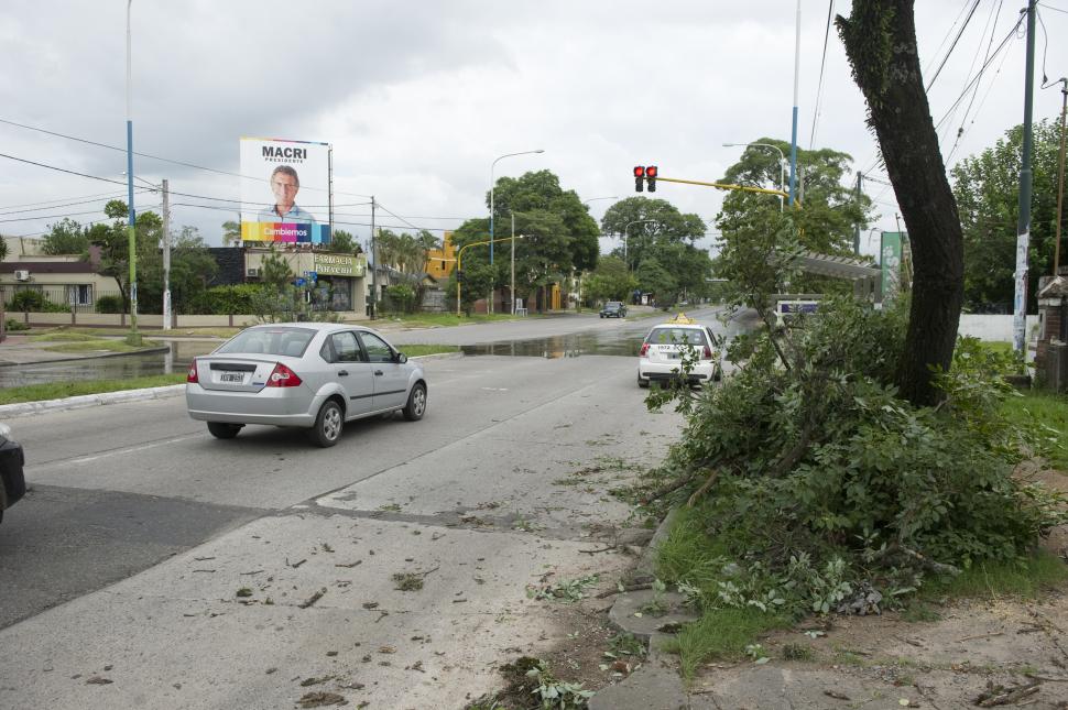 Podarán árboles en la avenida Roca para mejorar la visibilidad