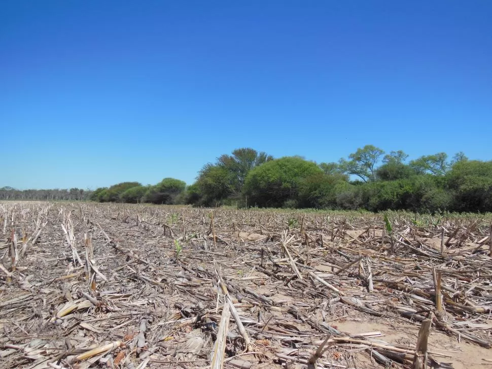 DESCONTROL. La explotación de los campos, la falta de rotación con otros cultivos y la ausencia de reposición de especies forestales atacan al ecosistema. Sociedad Rural de Tucumán.