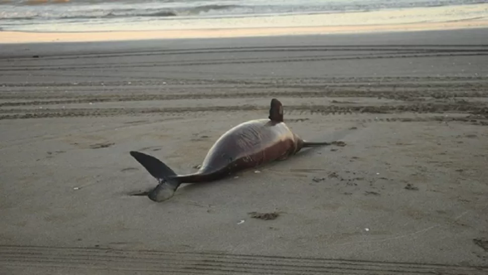 MISTERIO. Investigan la muerte de los delfines, de la misma especie del que fue sacado del agua por turistas en Santa Teresita. FOTO TOMADA DE MINUTOUNO.COM