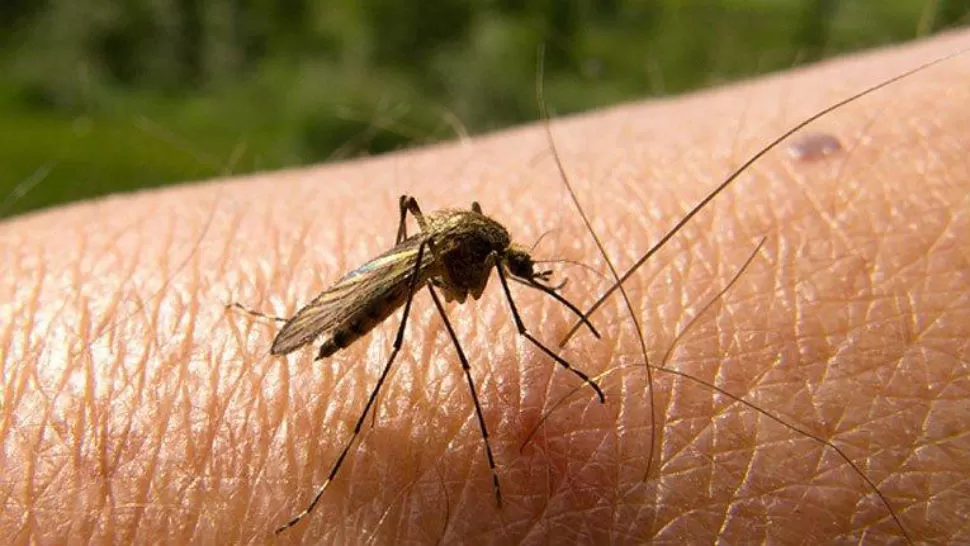 Confirman 15.000 casos de dengue en el país