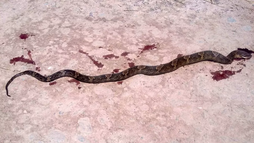 Cazaron una enorme serpiente venenosa en El Colmenar