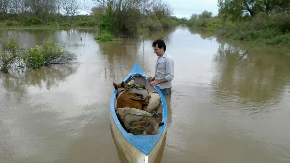 TODO EN LA CANOA. Un hombre lleva animales en la embarcación. FOTO ENVIADA POR WHATSAPP