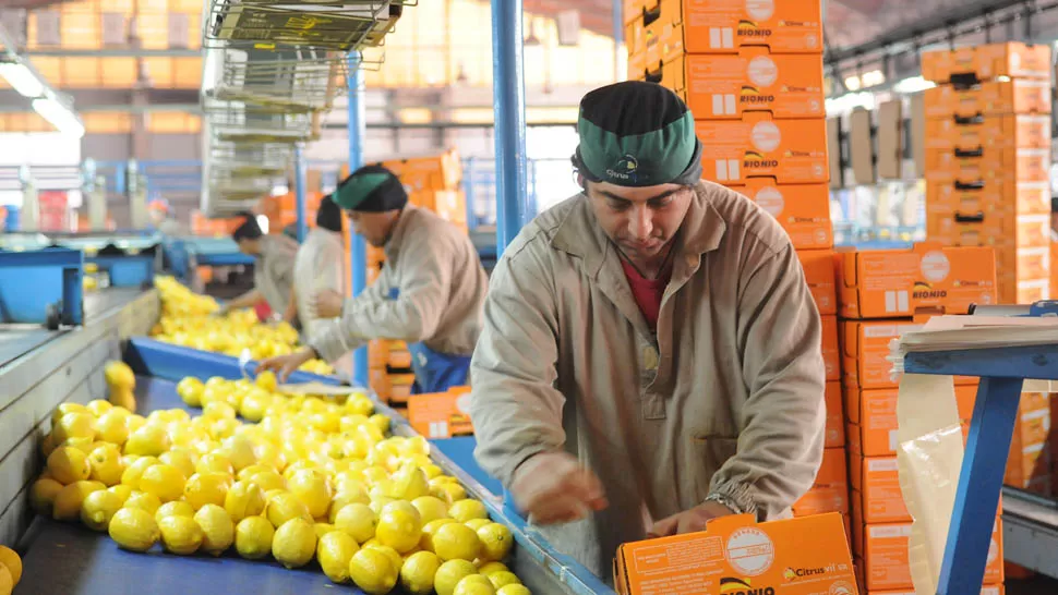 INDUSTRIA TUCUMANA. El objetivo del Gobierno es que los limones tucumanos ingresen a Estados Unidos. LA GACETA / FOTO DE HECTOR PERALTA