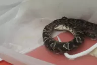 Padres protestan en una escuela de Lules por la aparición de víboras