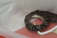 El municipio de Lules limpia la escuela en donde aparecieron víboras