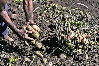 “El consumidor no puede pagar lo que paga por un kilo de papas, mientras el productor trabaja a quebranto