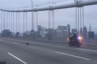 La insólita persecución policial a un chihuahua