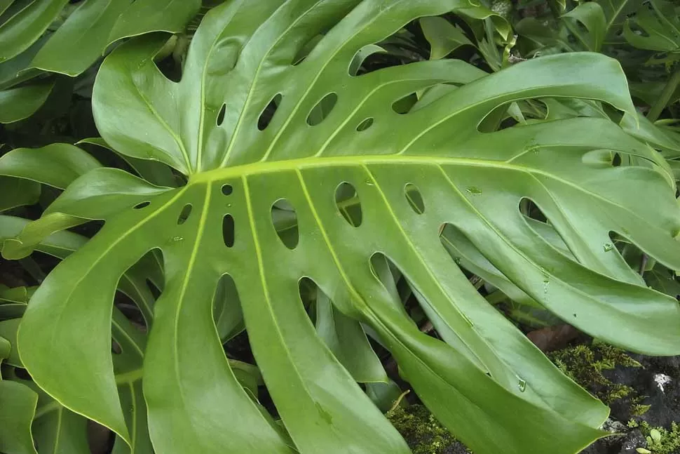 Estas cinco plantas que quizás ves a diario son venenosas