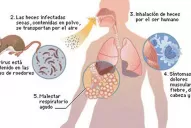 ¿Qué es, cómo se transmite y cómo se detecta el hantavirus?