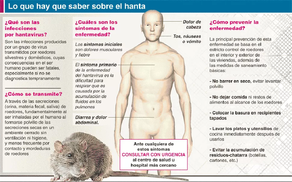 LO QUE HAY QUE SABER. El ratón colilargo es el principal transmisor del virus. IMAGEN TOMADA DE ELDIA.COM