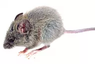 Tucumán nunca tuvo casos de hantavirus, subraya el Siprosa