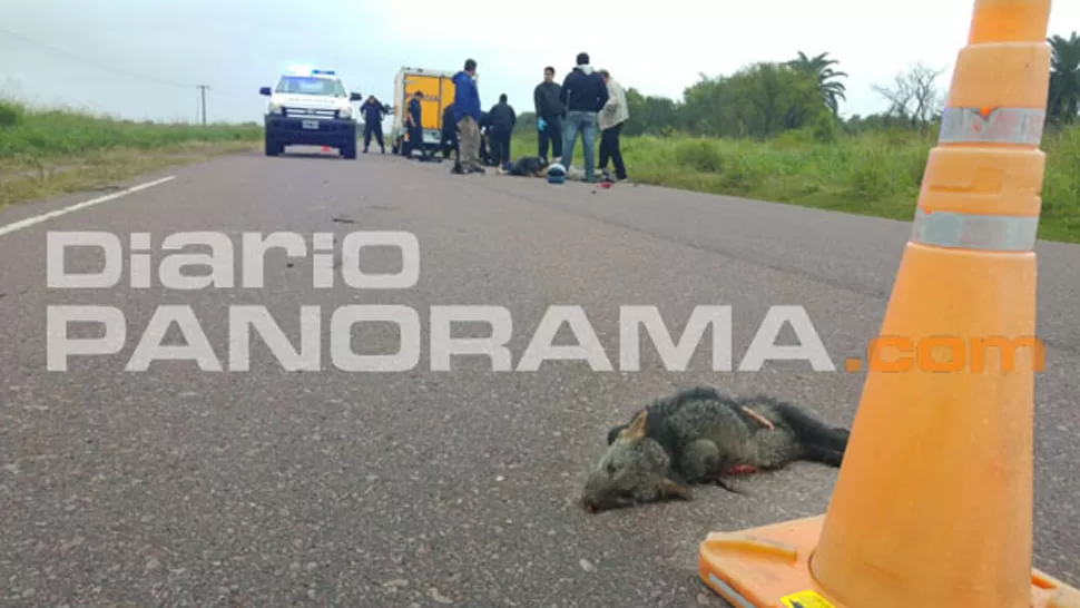 SINIESTRO. El motociclista cayó unos metros después de chocar con el zorro. FOTO TOMADA DE DIARIOPANORAMA.COM