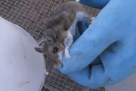 Dos personas que murieron por hantavirus en Tucumán se contagiaron en la provincia