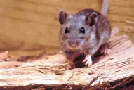 Confirman dos muertos por casos de hantavirus en Tucumán