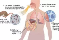 Seis claves para entender qué es el hantavirus