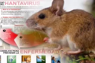 Infografía: qué es y cómo se transmite el hantavirus