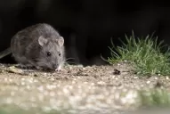 Hantavirus: esperan el desembarco de un equipo del Ministerio de Salud de la Nación