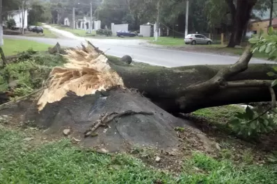 Un árbol se desplomó en la ruta 338, en El Corte