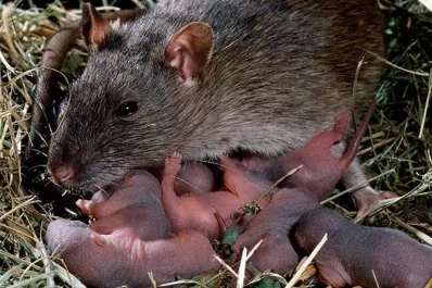 Expertos de Buenos Aires analizan los casos de hantavirus de Tucumán