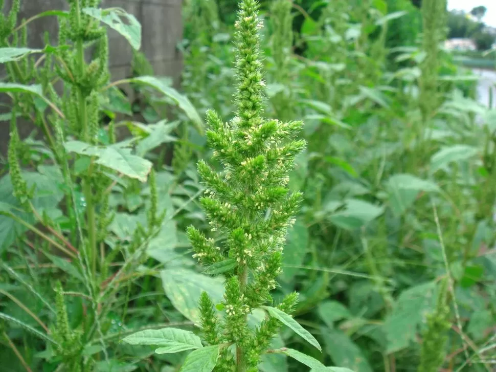 AMENAZA. El ‘Amaranthus hibidrus’ presenta biotipos resistentes a los herbicidas glifosato, por lo que es una de las plagas bajo estudio. 