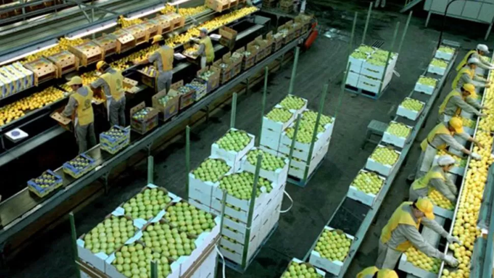 El limón tucumano está a las puertas del mercado de Estados Unidos