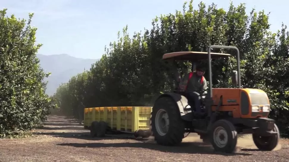 TRABAJOS. La cosecha de limones hace que el movimiento de maquinarias y personal sea permanente dentro de las quintas citrícolas provinciales.  