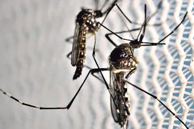 Advierten que circula una nueva cepa de zika en Brasil y que podría causar una epidemia