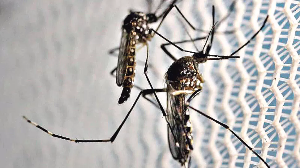BLOQUEO. En la zona sur de la capital el Siprosa realizó un bloqueo epidemiológico para evitar que mosquitos piquen a los pacientes enfermos. 