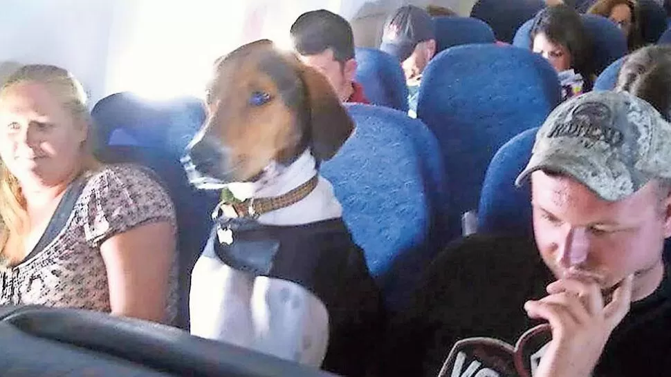 Facebook. Un perro comparte asiento con pasajeros.