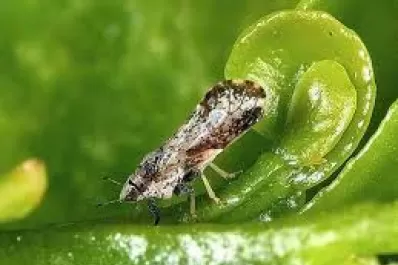 La citricultura exige la implementación plena del programa contra el HLB