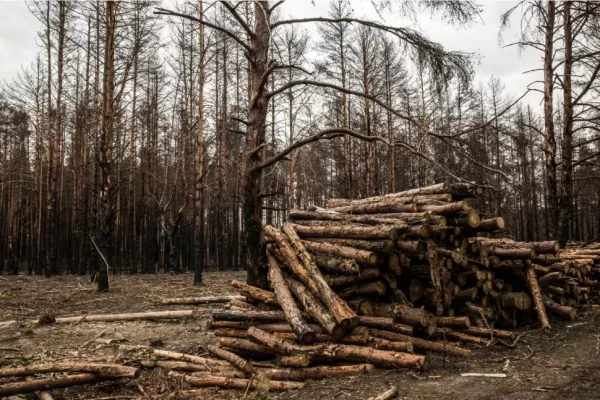 En Chernobyl talaron árboles radioactivos y vendieron la madera