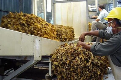 Cigarrillos: más de 3.600 puestos de trabajo corren riesgo por el impuestazo