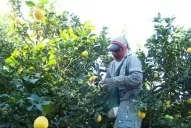 Las lluvias y la excesiva humedad de los suelos retrasaron la cosecha de limón en Tucumán