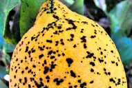 Capacitaron a inspectores sobre ‘mancha negra’