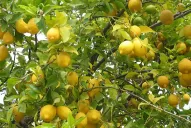 Prorrogan la inscripción de unidades productivas de limón para exportar