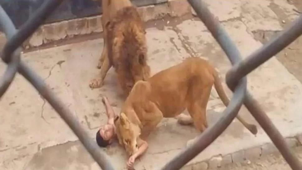 Video: un joven se lanzó desnudo a la jaula de los leones