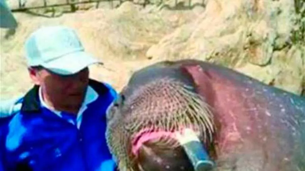 TRAGEDIA. El hombre se acercó al animal para tomarse selfies y fue ahogado hasta la muerte. 